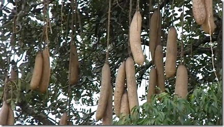 معرفی و راهنمای پرورش درختان میوه - درخت سوسیس